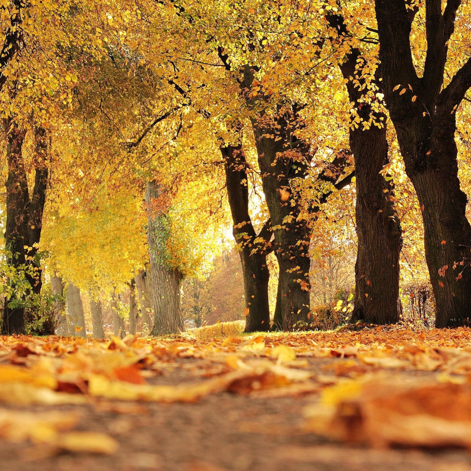 Promenade d’automne